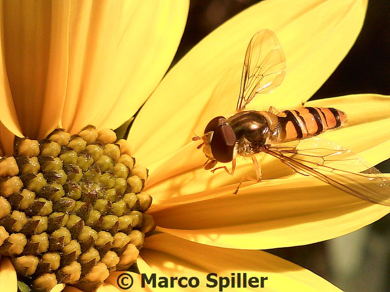 Episyrphus balteatus su topinambur